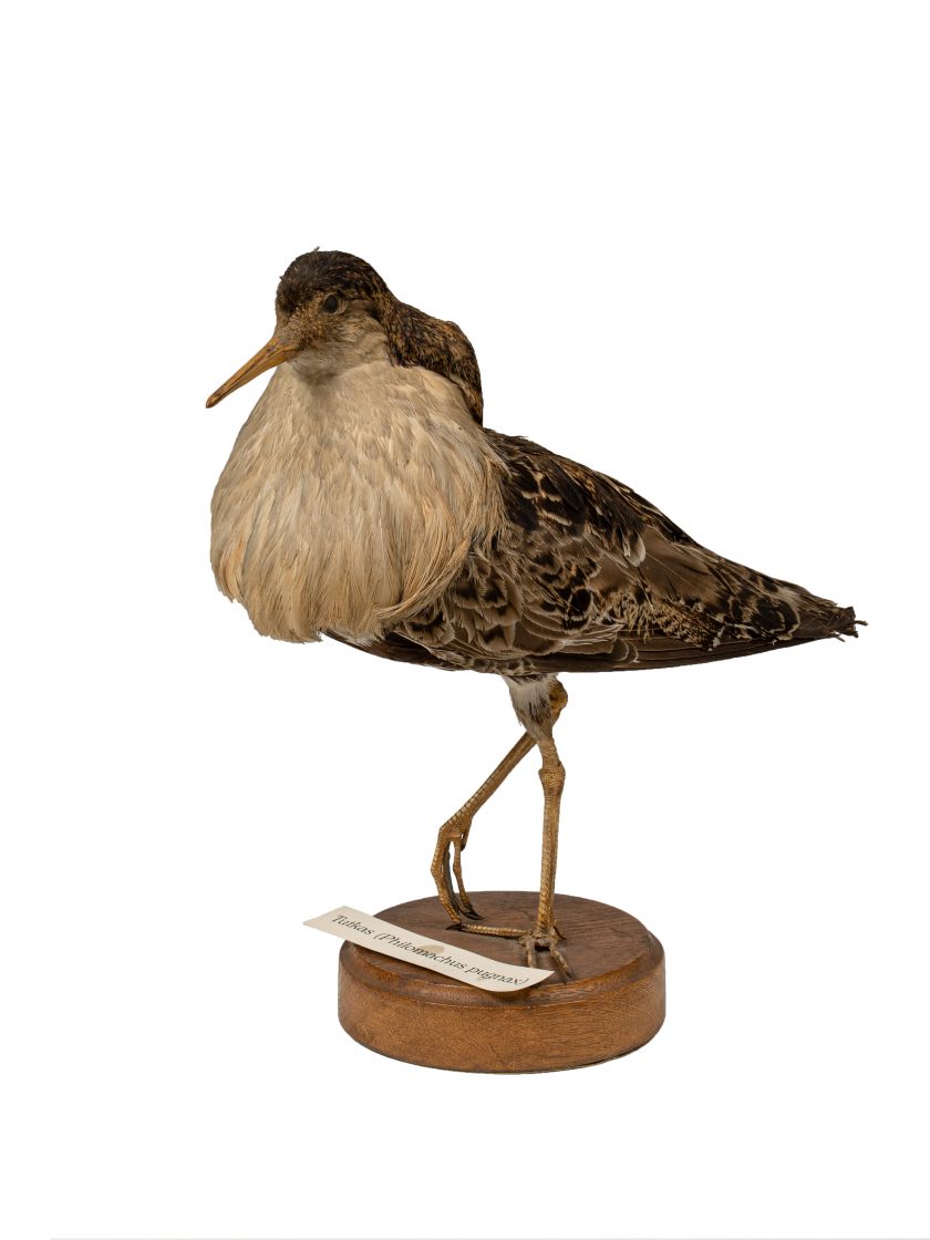 Loodus (Nüüd Nõmme Huvikooli ruumides)